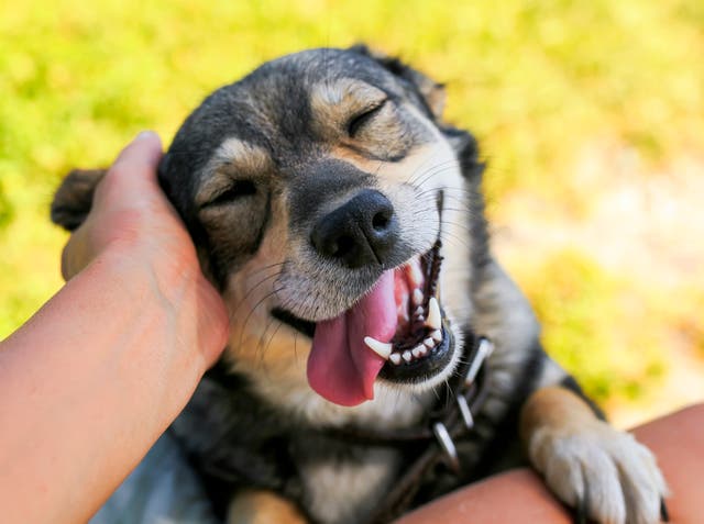 <p>New research suggests dogs’ comprehension of human speech relies on people speaking at a slower tempo (Alamy/PA)</p>