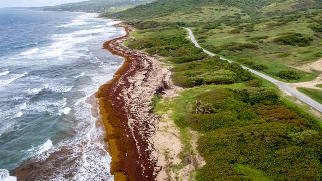 Barbados Seaweed Struggles