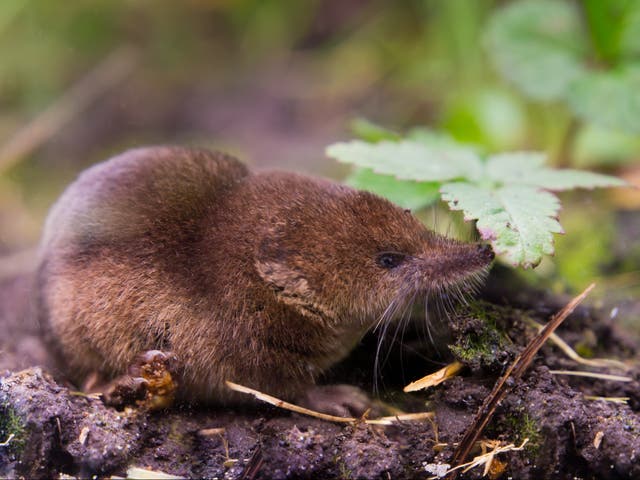 <p>Shrews tested positive for the Langya virus at the highest rate</p>