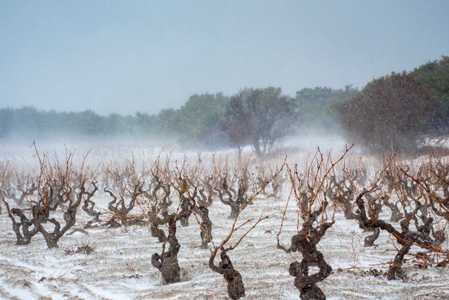 <p>As the world warms, wine growing is becoming possible increasingly further north</p>