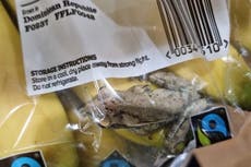 Frog that travelled 4,000 miles on bananas among strangest RSPCA rescues of 2022