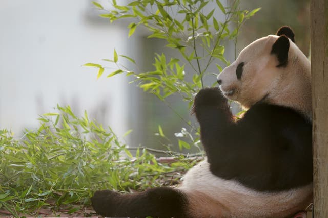 <p>A man has been banned from visiting the pandas </p>