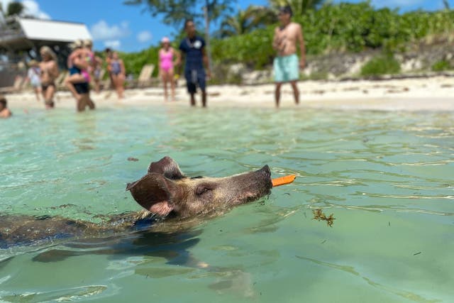 <p>Pig swimming in the Exuma Cays </p>