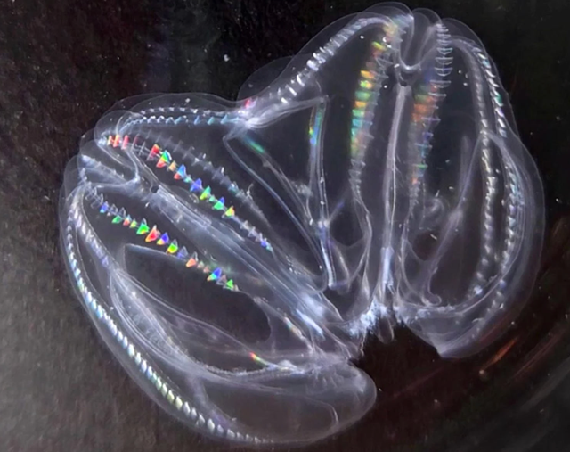 <p>Comb jelly in seawater tank</p>