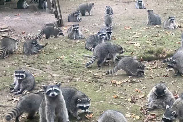 <p>Raccoons in Washington</p>