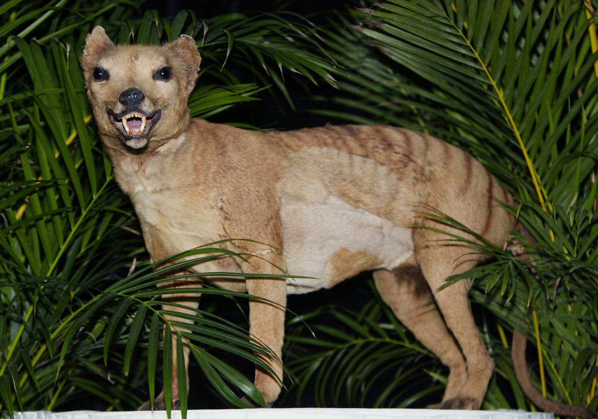 A Tasmanian tiger, declared extinct in 1936, is displayed at the Australian Museum in Sydney