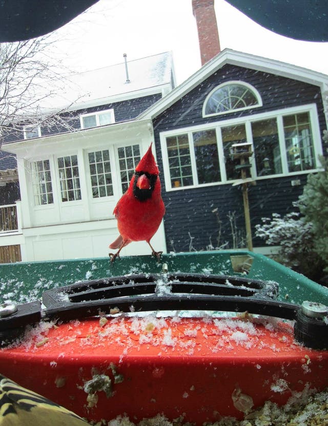 Smart Bird Feeder
