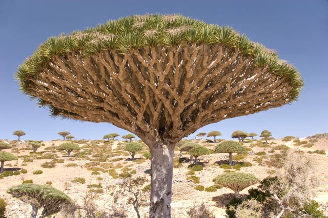 <p>There are amazing specimens to spot while travelling (Alamy/PA)</p>
