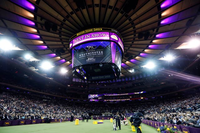 Westminster Dog Show 101