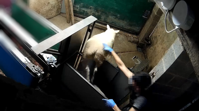 <p>A sheep escapes from the mechanical restrainer</p>