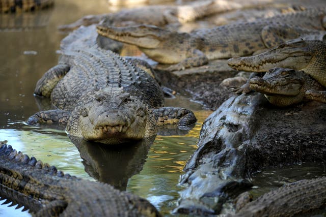 <p>File: A crocodile nicknamed Karossa, after the name of a village it was captured from following the fatal attack of a man, rests with others inside an enclosure in Budong-Budong, West Sulawesi Island, Indonesia</p>