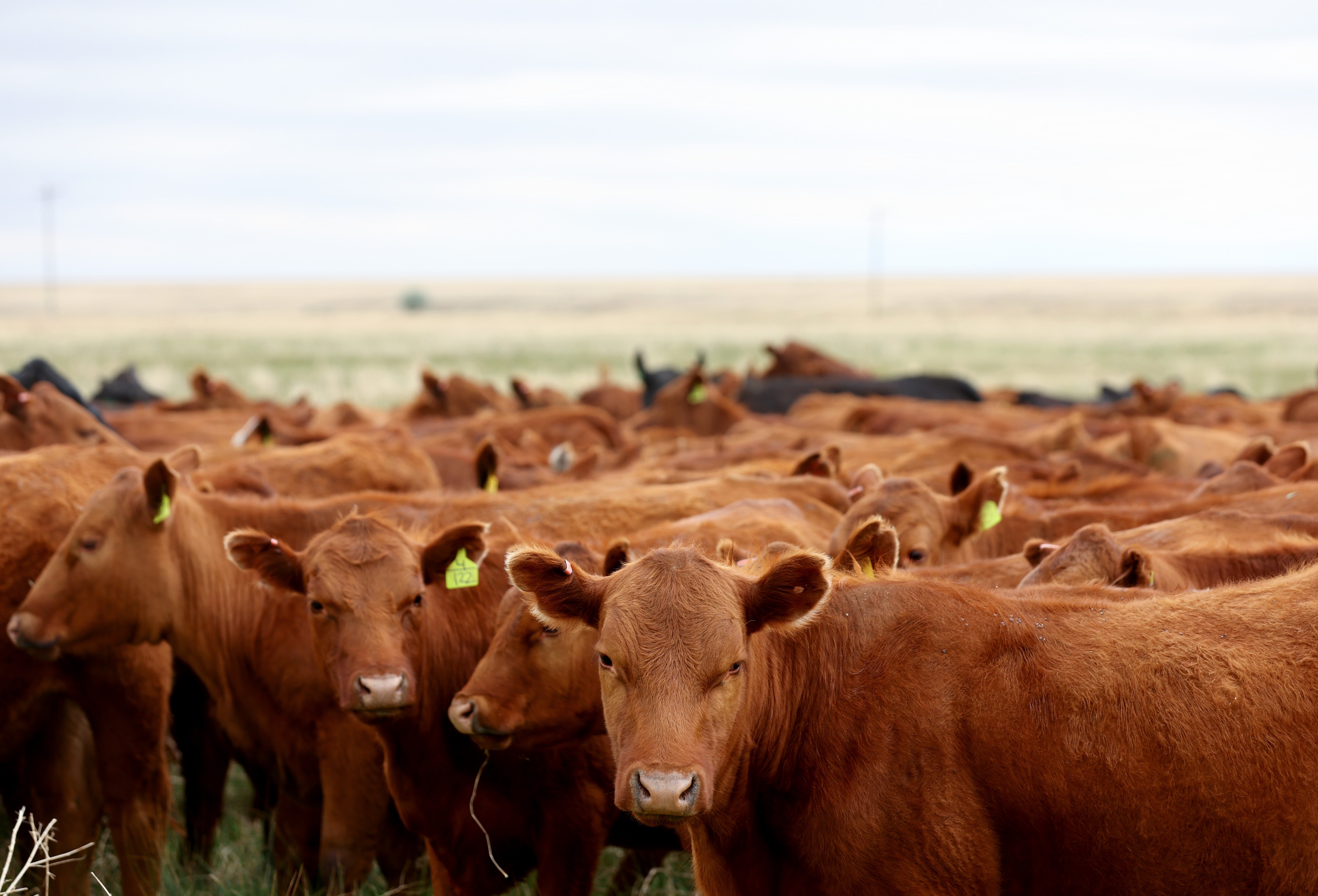 All cattle imports from Mexico to the US have been cancelled over concerns about a flesh-eating parasite infestation