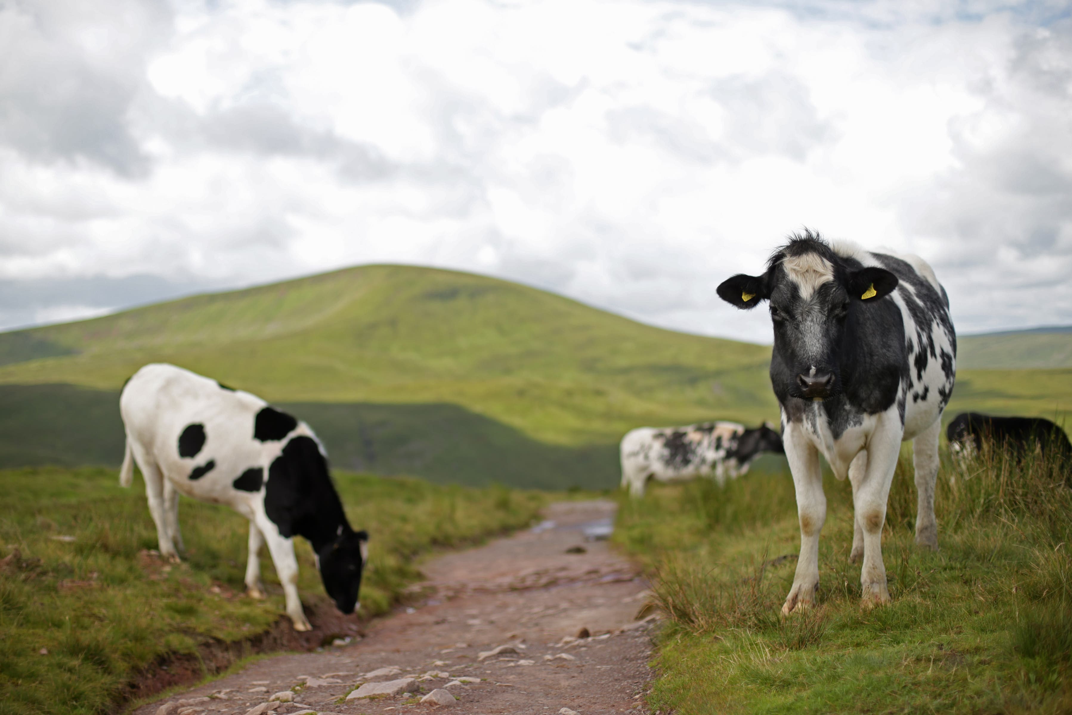 A herd of cows grazing beside a path in Brecon Beacons National Park. (Yui Mok/PA)