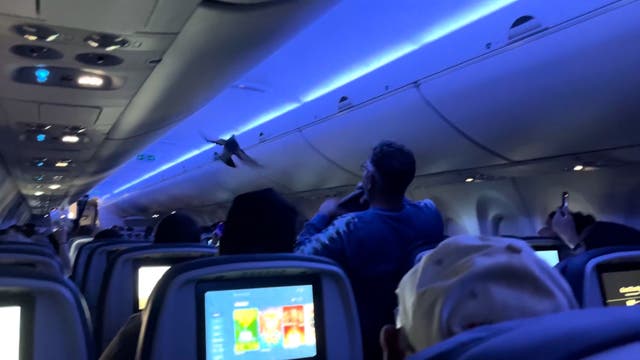 <p>Bizarre moment two pigeons spark chaos on Delta airlines flight</p>