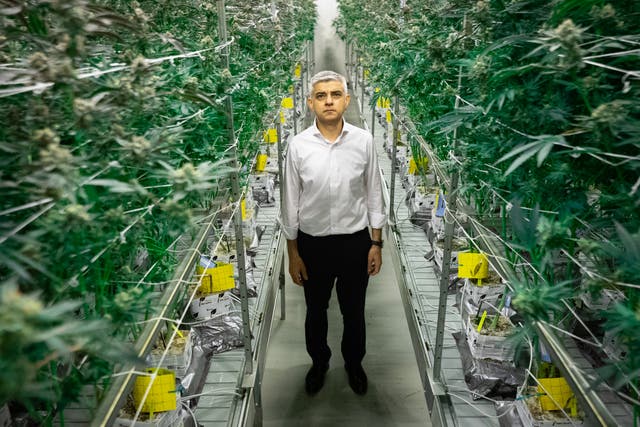 <p>London mayor Sadiq Khan – pictured in a cannabis farm – has backed calls to decriminalise possession of small amounts of natural cannabis</p>