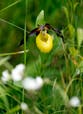 Flower once nearly extinct found in the wild for first time in a century