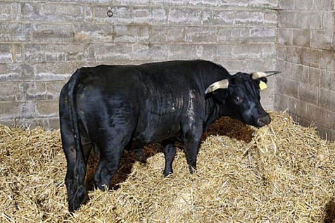 <p>A bull which has been named Liam after being rescued by Norfolk’s Hillside Animal Sanctuary after being seen running along roads in Birmingham (Hillside Animinal Sanctuary/PA)</p>