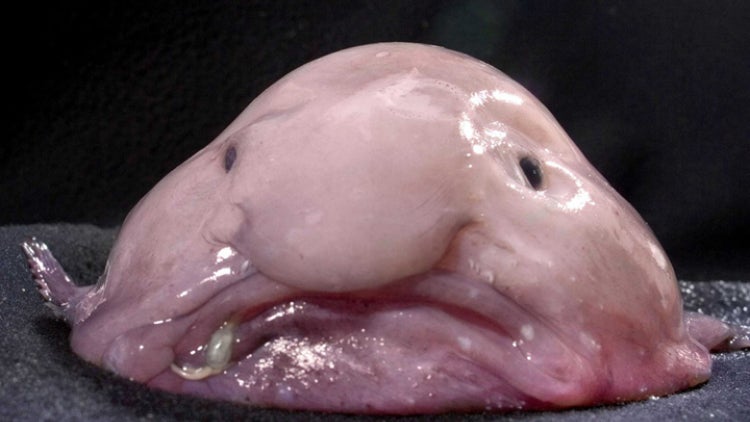 Blobfish, a gelatinous deep-sea fish, grows up to 30cm and lives at depths of 600-1,200m off Australia and Tasmania