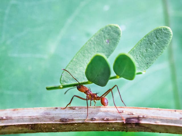 <p>Leafcutter ants are among those that practice the most advanced strategy, known as higher agriculture</p>